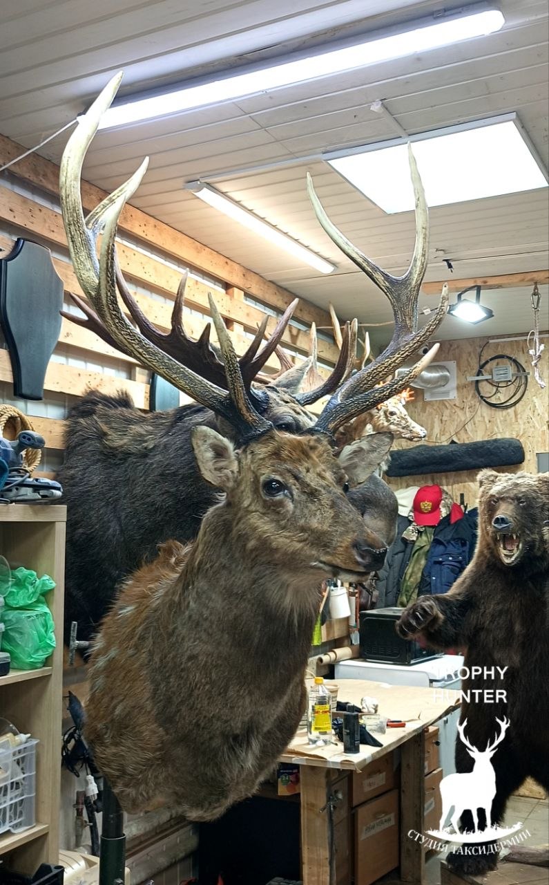 Голова пятнистого оленя