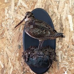Вальдшнеп на кочке на медальоне из бука