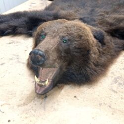 ковер из шкуры медведя