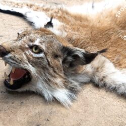 Ковер из шкуры рыси
