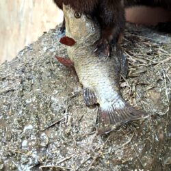 Норка и карась